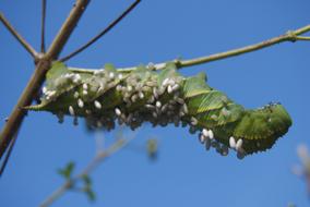 Caterpillar Tobacco