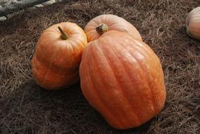 delicious farm pumpkins