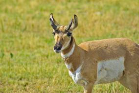 Pronghorn In South Dakota Antelope