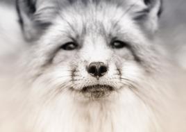 Veterinarian Animal Face Portrait
