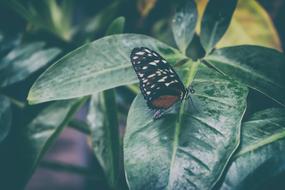 Butterfly Macro Insect Animal