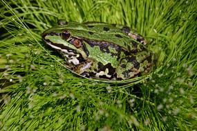 Frog Pond Water