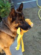 Dog Schäfer German Shepherd