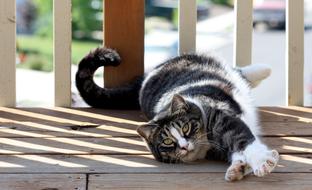 American Shorthair Cat Domestic
