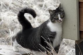 American Shorthair Cat Domestic