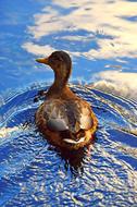Wild Ducks macro