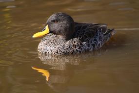 Duck Birds Plumage
