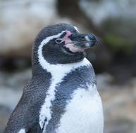 Penguin Portrait Animal