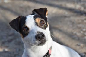 Jack Russel Dog Cute