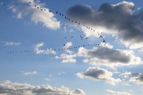 a flock of birds in the clouds blue sky