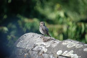 Bird Robin Garden