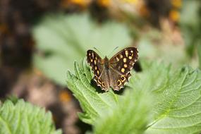 Insect Butterfly Macro