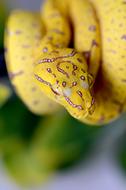 Snake Green Tree Python