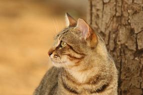 Cat Animal Close Up
