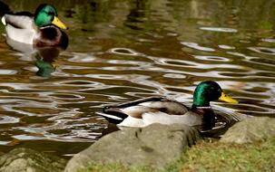 Duck Crossword Wild Ducks Mallard