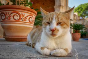 Cat Crete Monastery
