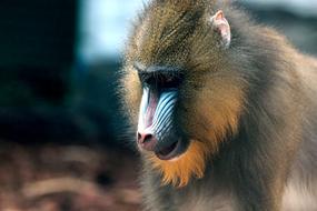Mandrill Primacy Monkey Mandrillus