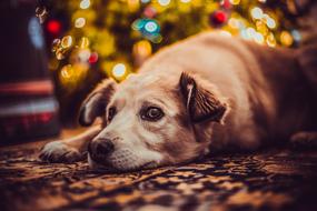 Dog Holidays Nice