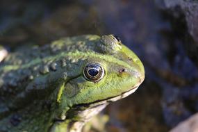 green big toad on the lake