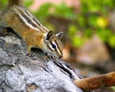 Fern Lake Trail Chipmunk Rodent