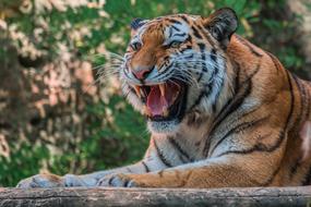 Tiger Roar Dangerous Big cat