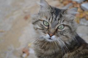 Cat Animal Nature