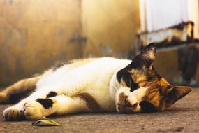 Cat Feline Animal