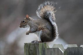 Cute Small squirrel