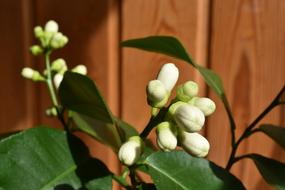 Lemon Buds flora