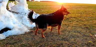 Dog Snow Mountain Abendstimmung