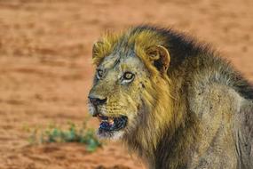 Lion Portrait Big Cat