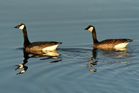 Canadian Goose Water Bird Feather