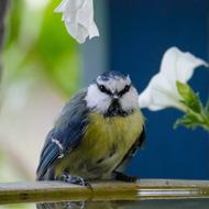 Animal World Bird Tit Blue
