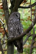 sleeping owl on a tree