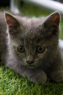 Cat Kitten Animal