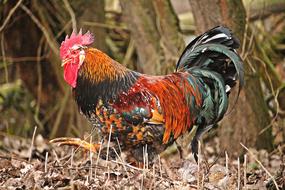 Chicken Bird Gockel