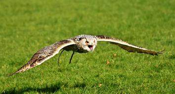 Owl Bird Feather Eagle