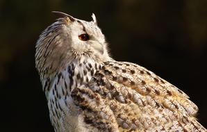 Owl Bird Feather Eagle