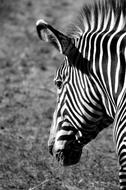 cute horse head in stripes