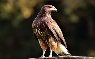 Adler Raptor Bird Of Prey