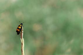 Nicrophoru Nicrophorus Americanus