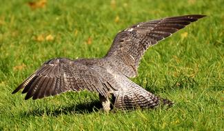 Falcon Bird Of Prey Wild