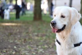 Golden Retriever Dog
