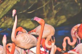 Flamingo White Bird