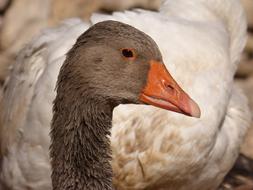 Duck Oca Goose