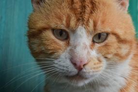 Cat Stray Red