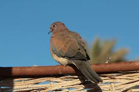 Egyptian Bird Animal