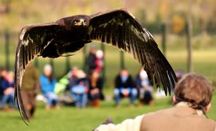Adler Raptor Bird Of Prey