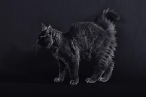 Cat Tomcat Maine Coon