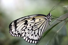 Butterfly Insect Close Up